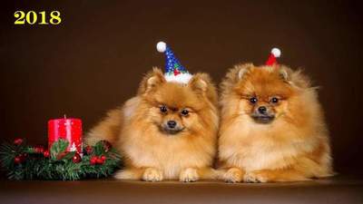 Prosti Božič Wallpaper 2018 psi, psi in mladički - prenos ozadja na namizju brezplačno